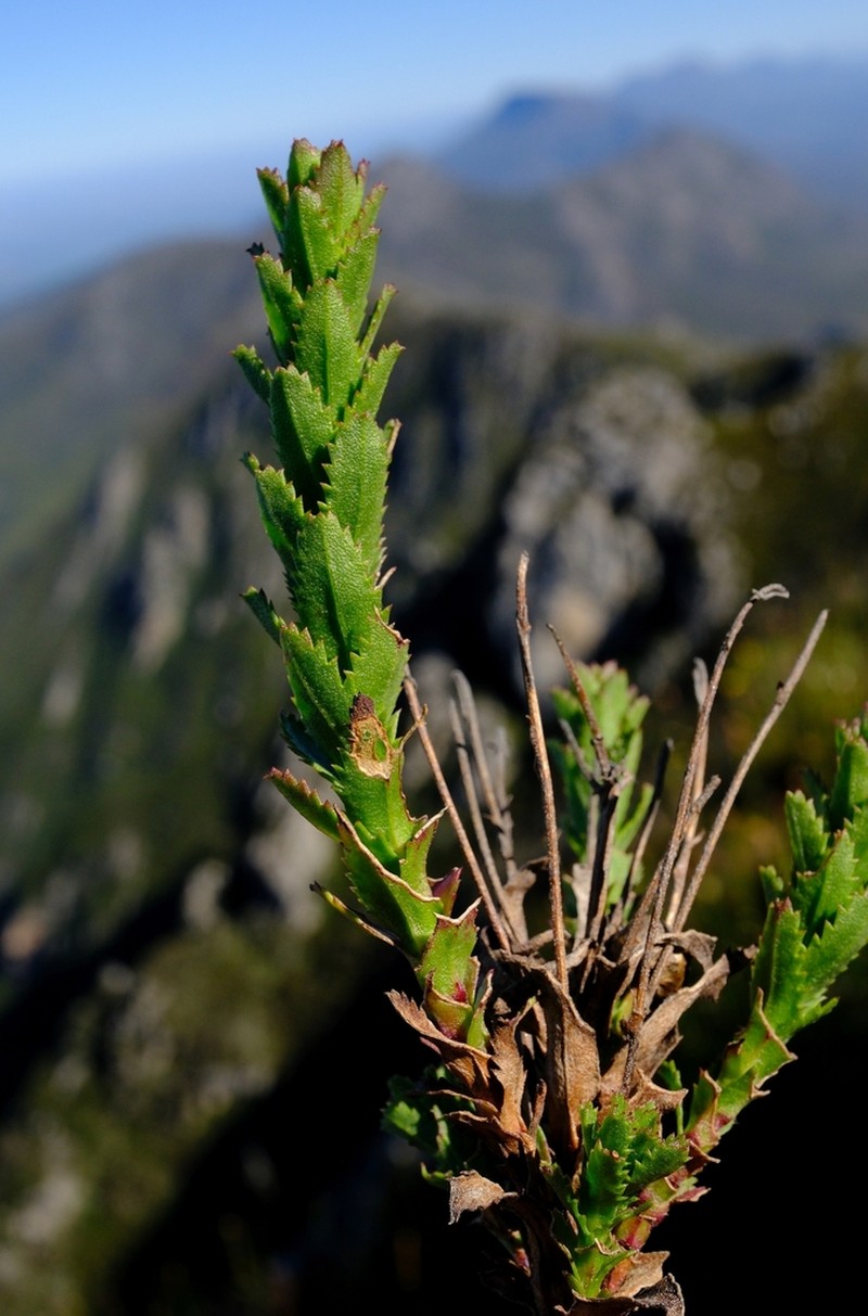 Ursinia serrata photo 4