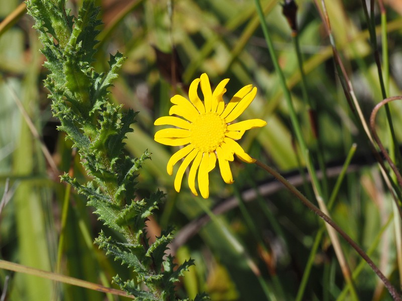 Ursinia serrata photo 5