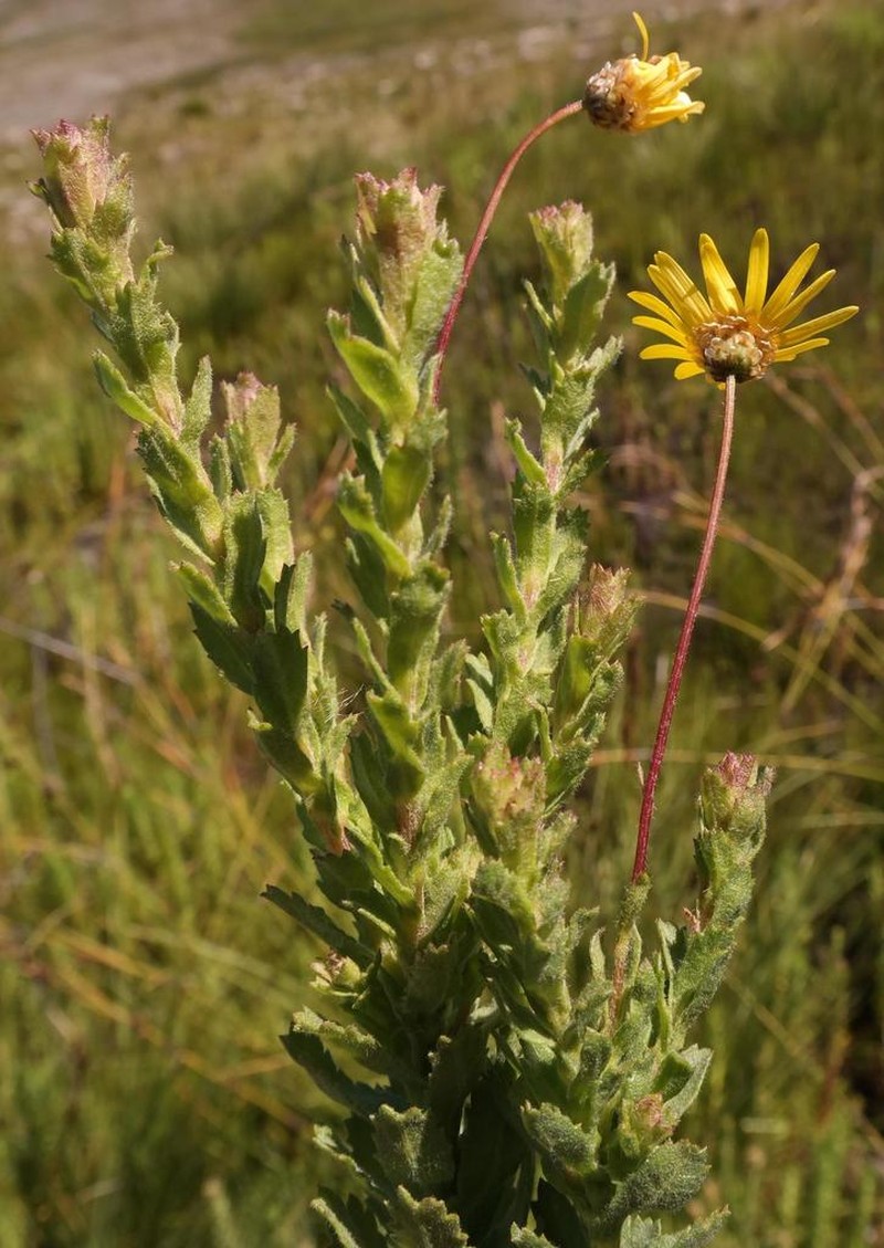 Ursinia serrata photo 6