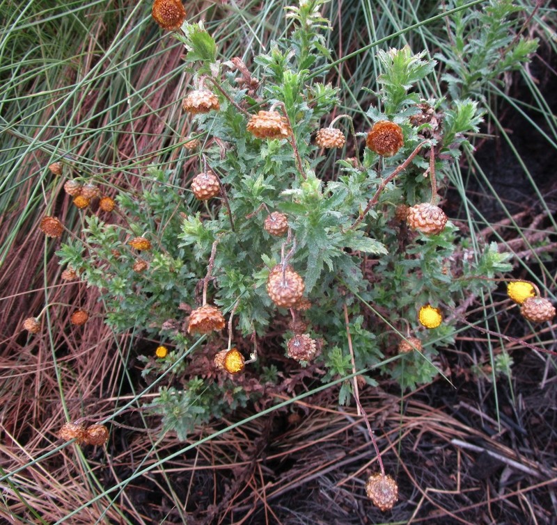 Ursinia serrata photo 8