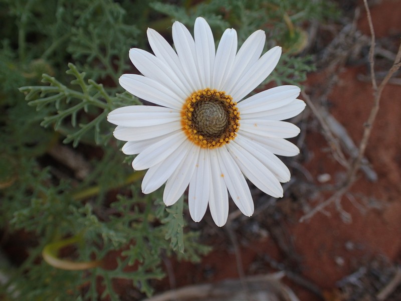 Ursinia speciosa