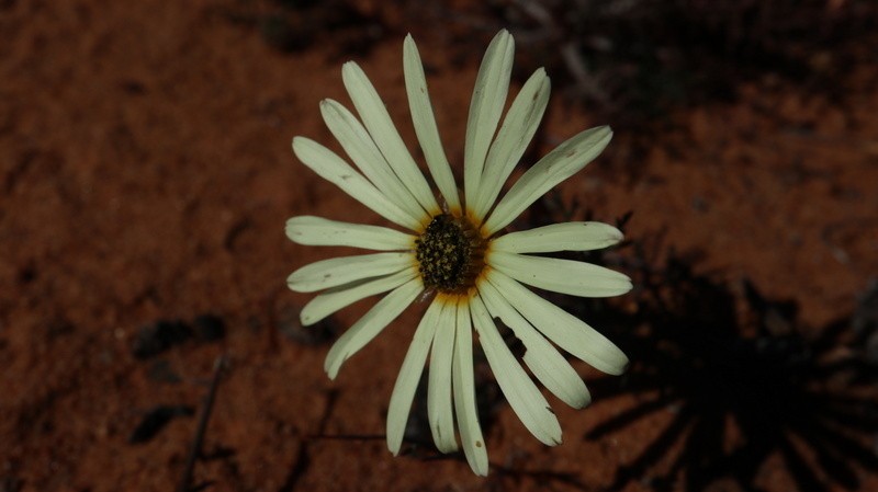 Ursinia speciosa photo 2