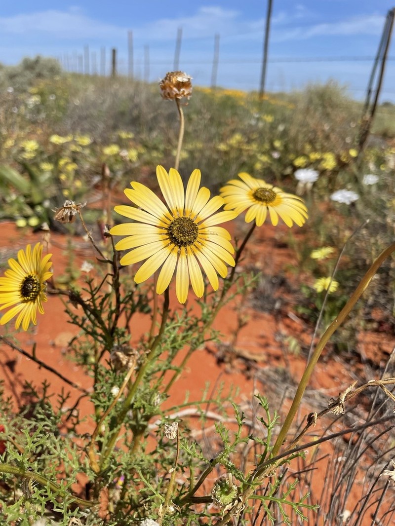 Ursinia speciosa photo 3