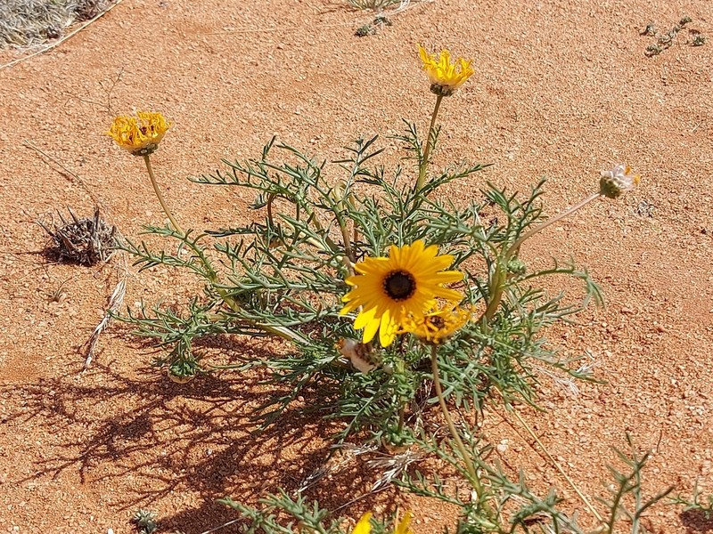 Ursinia speciosa photo 4