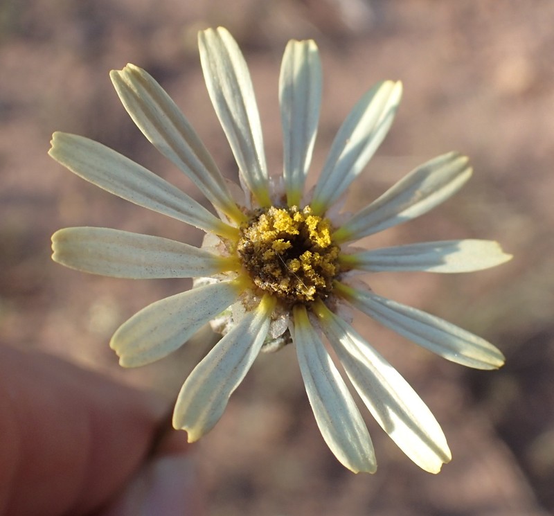 Ursinia speciosa photo 5