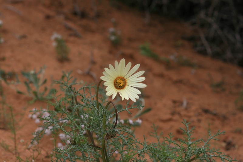 Ursinia speciosa photo 6