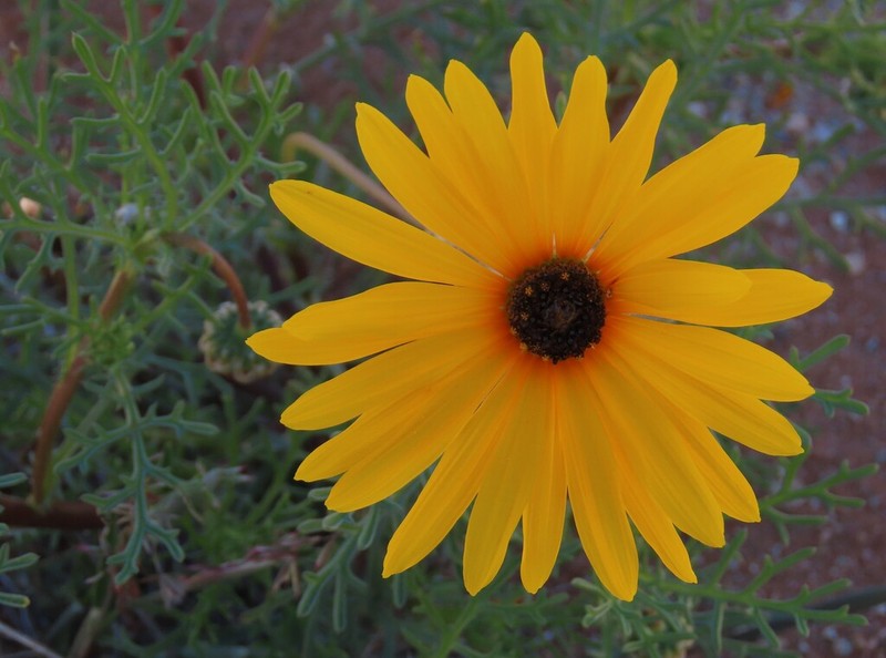 Ursinia speciosa photo 7