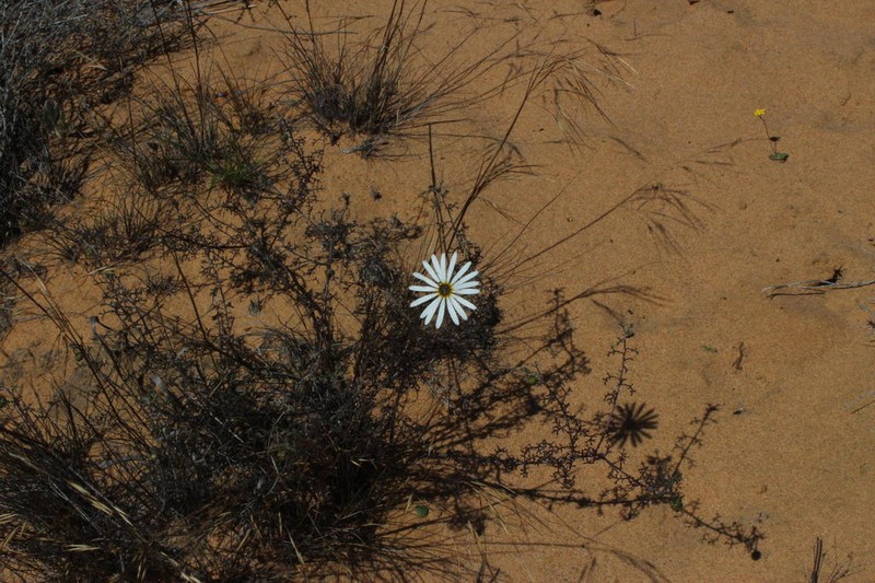 Ursinia speciosa photo 8