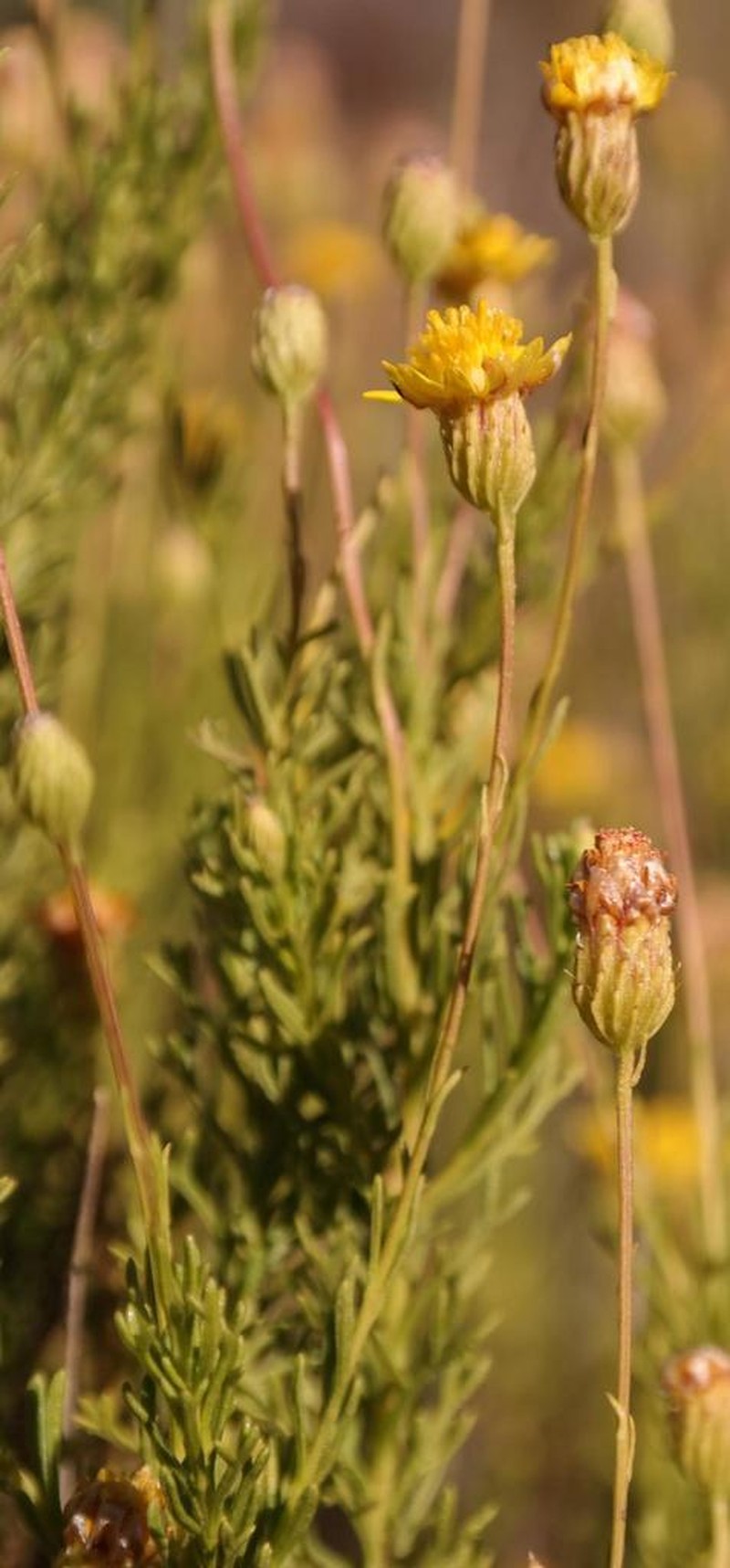 Ursinia subflosculosa