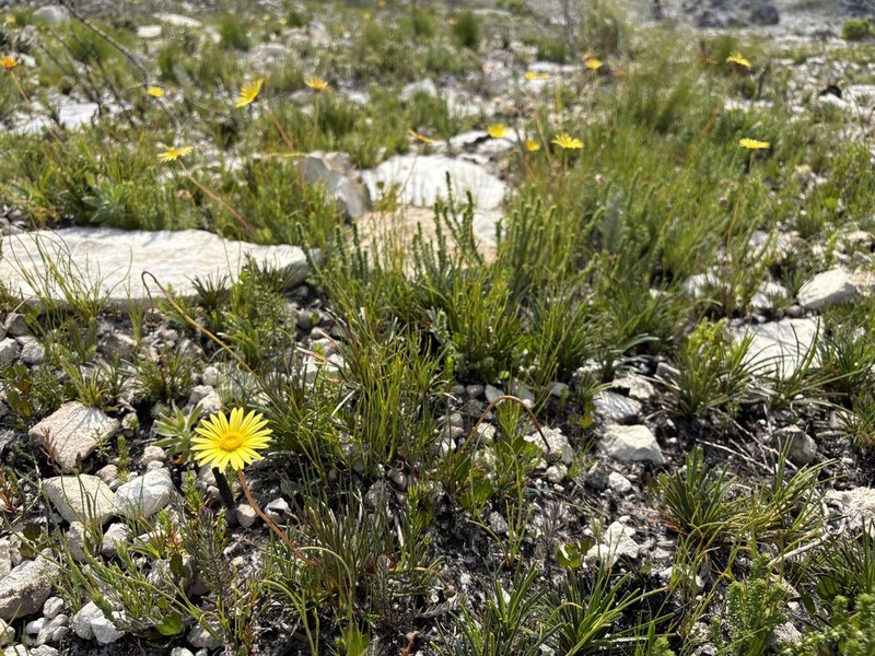 Ursinia tenuifolia