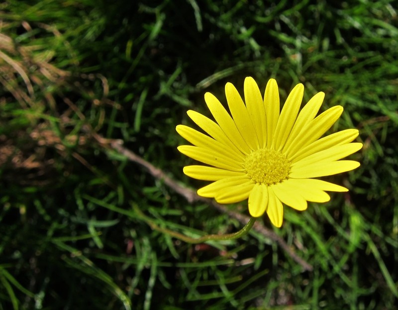 Ursinia tenuifolia photo 2