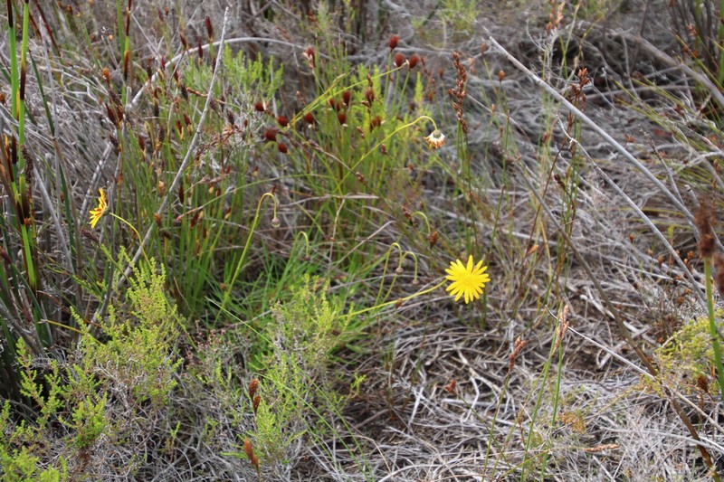 Ursinia tenuifolia photo 3