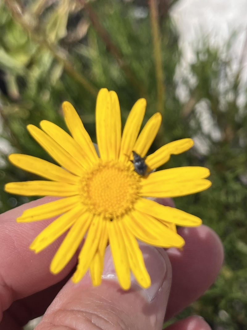 Ursinia tenuifolia photo 4