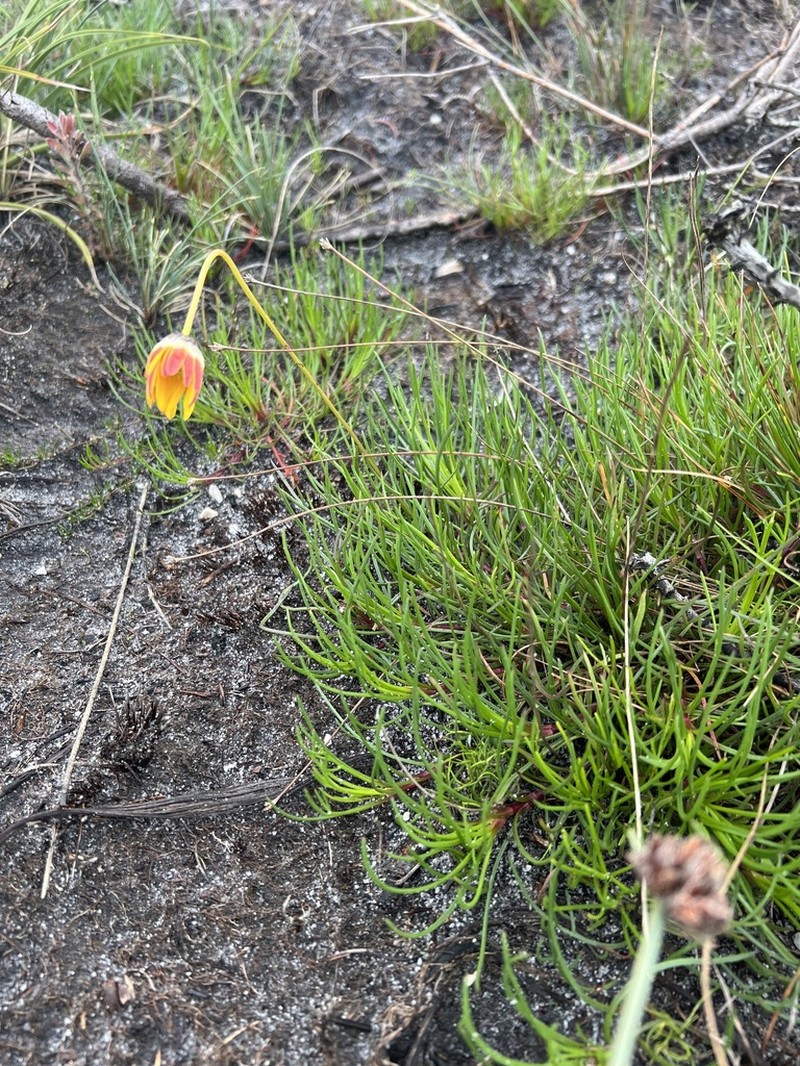 Ursinia tenuifolia photo 5