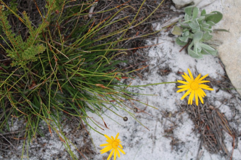 Ursinia tenuifolia photo 6