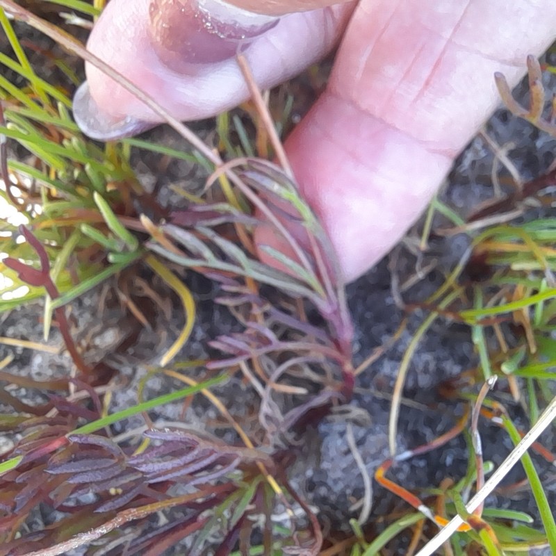 Ursinia tenuifolia photo 7