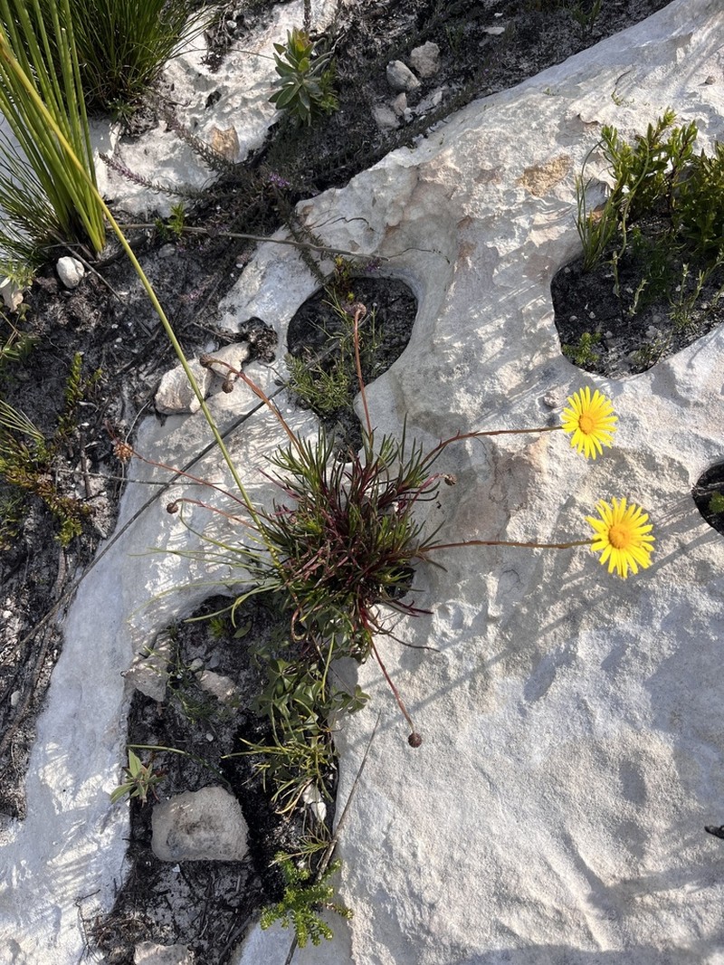 Ursinia tenuifolia photo 8