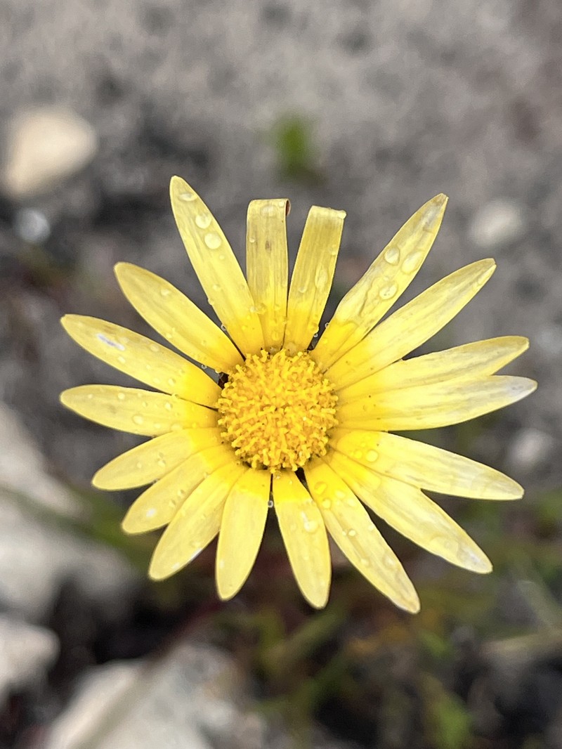 Ursinia tenuifolia subsp. ciliaris