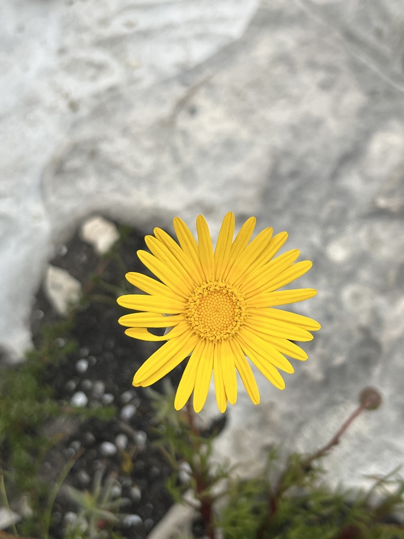 Ursinia tenuifolia subsp. ciliaris photo 2