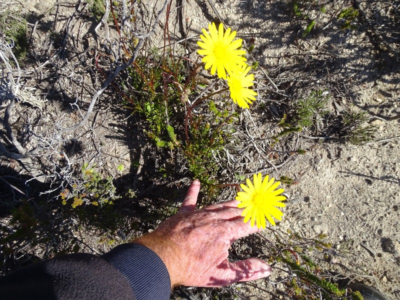 Ursinia tenuifolia subsp. ciliaris photo 3