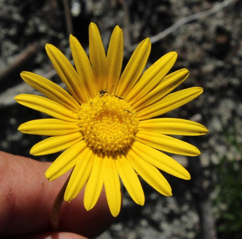 Ursinia tenuifolia subsp. ciliaris photo 4