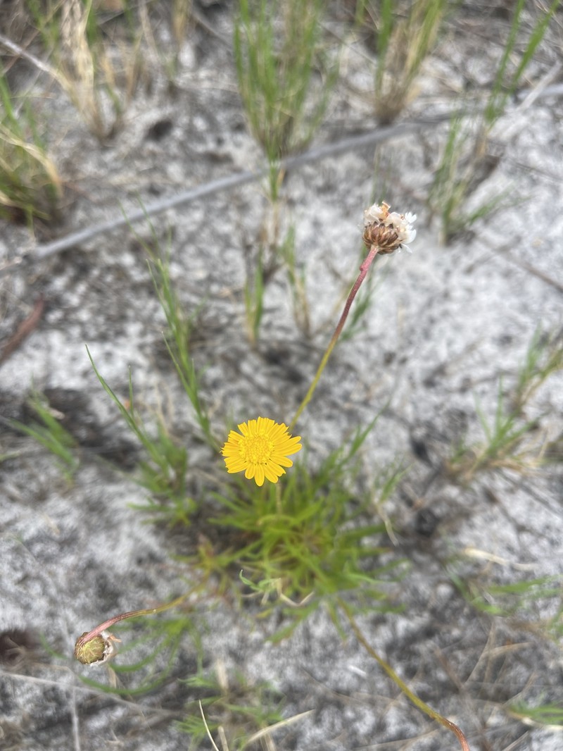Ursinia tenuifolia subsp. tenuifolia