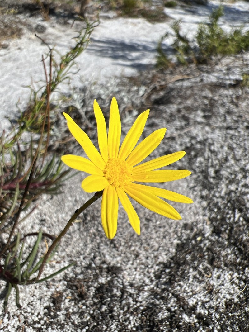 Ursinia tenuifolia subsp. tenuifolia photo 2
