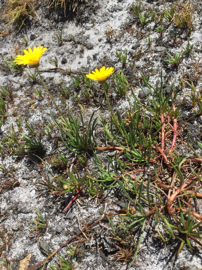 Ursinia tenuifolia subsp. tenuifolia photo 3