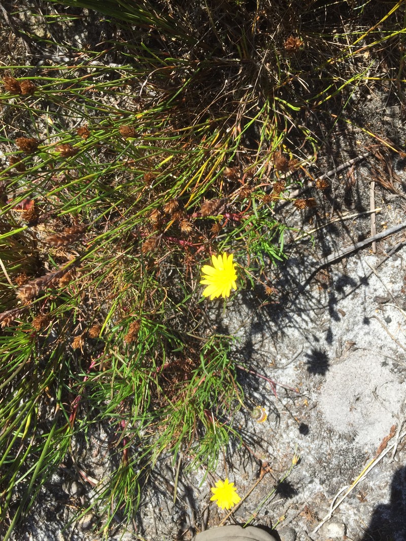 Ursinia tenuifolia subsp. tenuifolia photo 4