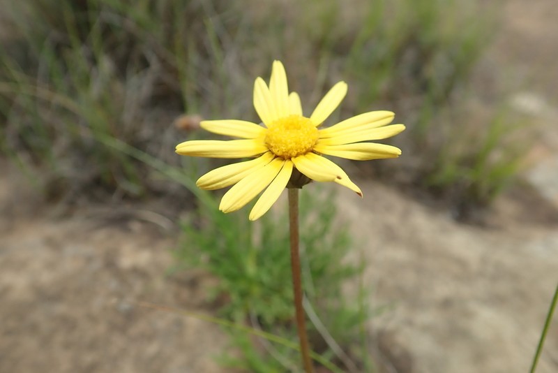 Ursinia tenuiloba