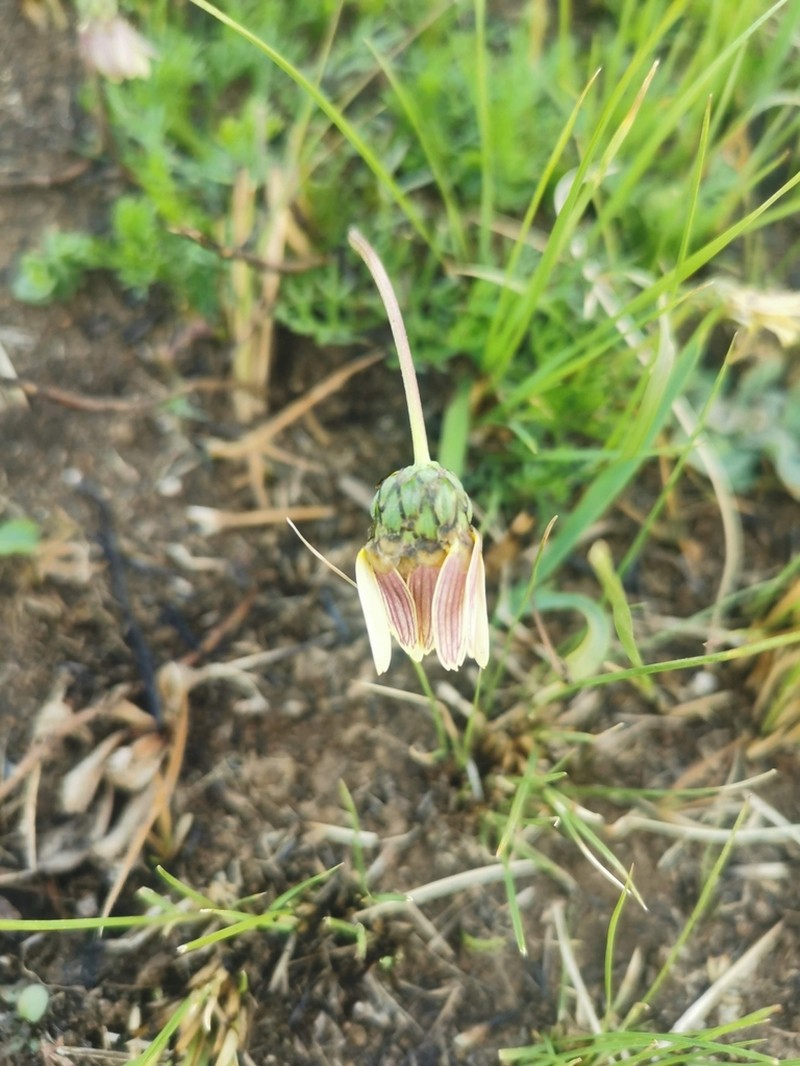 Ursinia tenuiloba photo 2