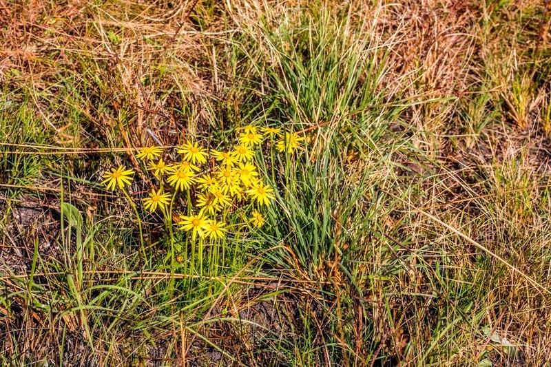 Ursinia tenuiloba photo 3