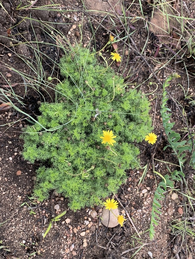 Ursinia tenuiloba photo 4