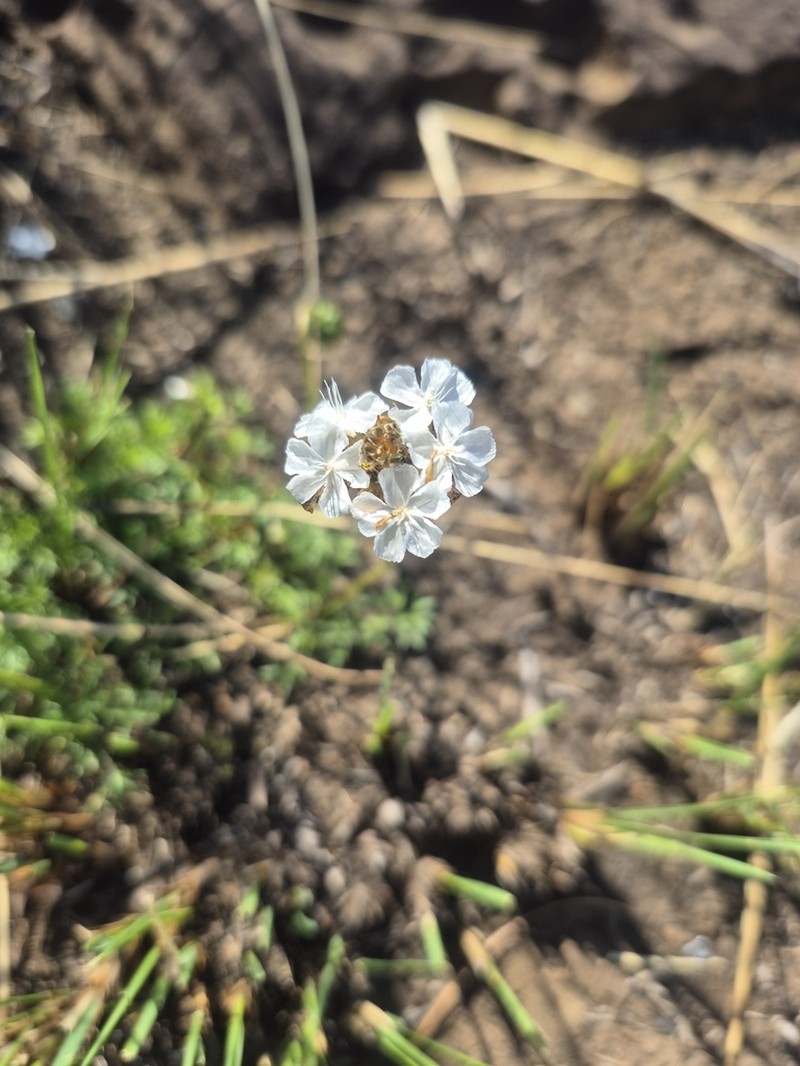 Ursinia tenuiloba photo 5