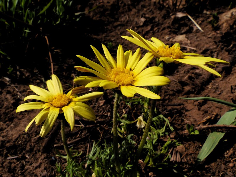 Ursinia tenuiloba photo 6