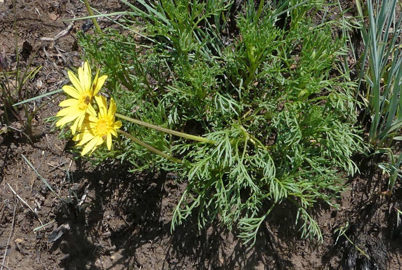 Ursinia tenuiloba photo 7