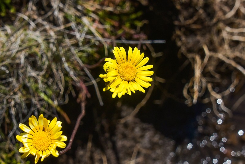 Ursinia tenuiloba photo 8