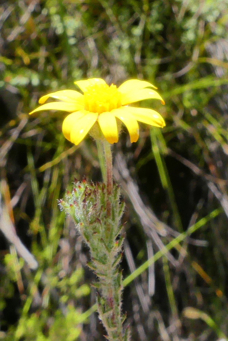 Ursinia trifida