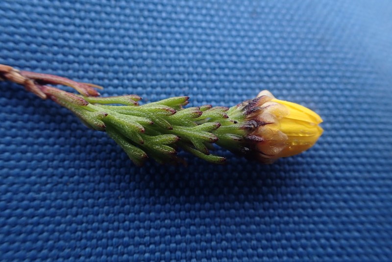 Ursinia trifida photo 2