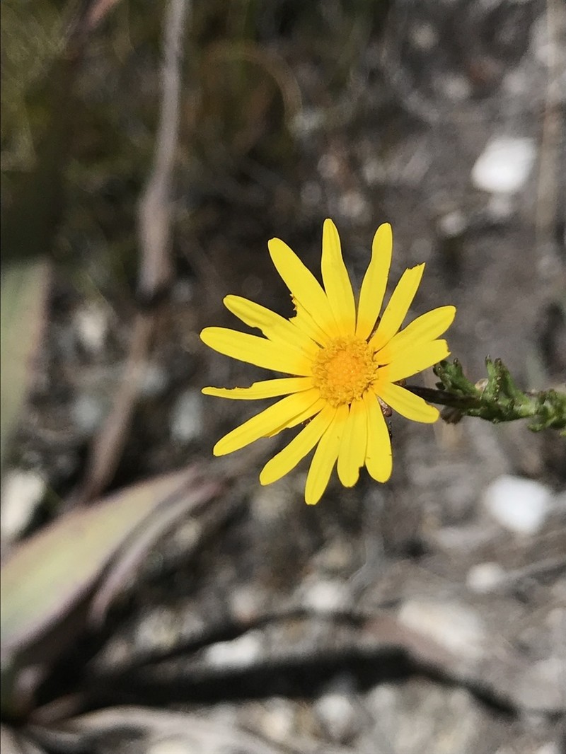 Ursinia trifida photo 3