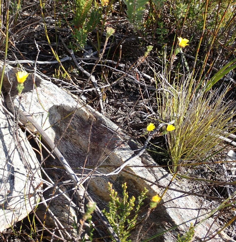 Ursinia trifida photo 4