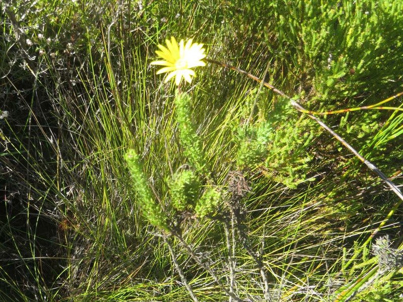 Ursinia trifida photo 5