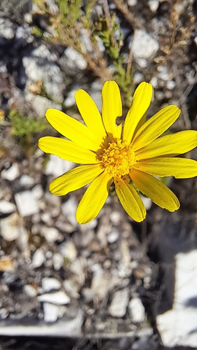 Ursinia trifida photo 6