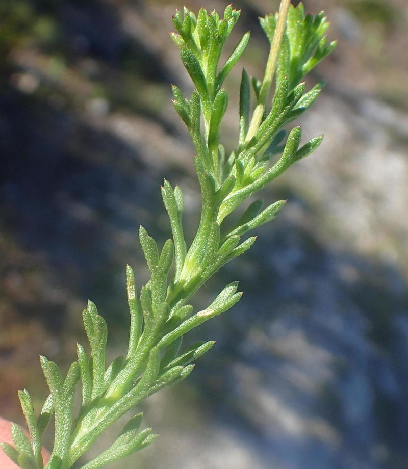 Ursinia trifida photo 7