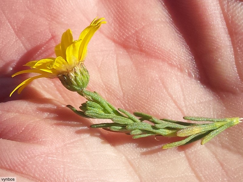 Ursinia trifida photo 8