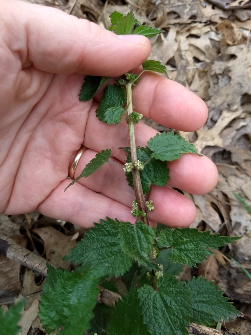 Heartleaf Nettle photo 3