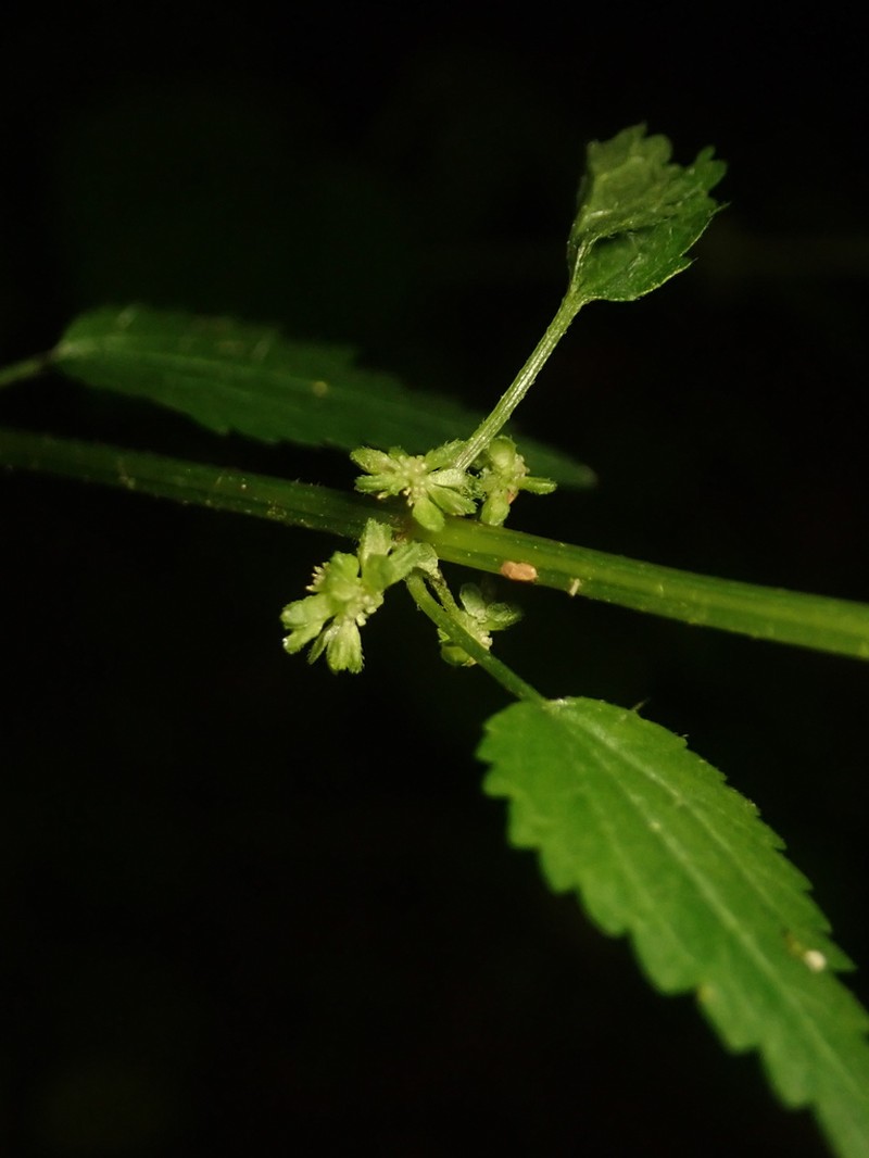 Heartleaf Nettle photo 4