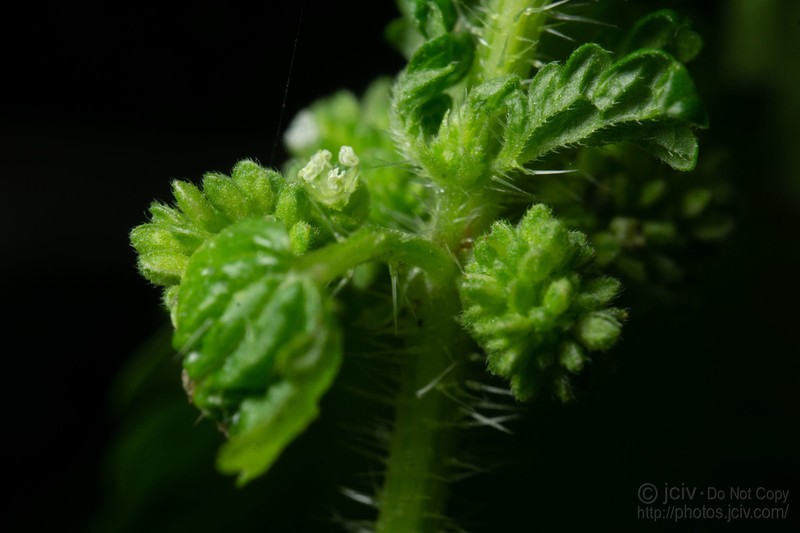 Heartleaf Nettle photo 5
