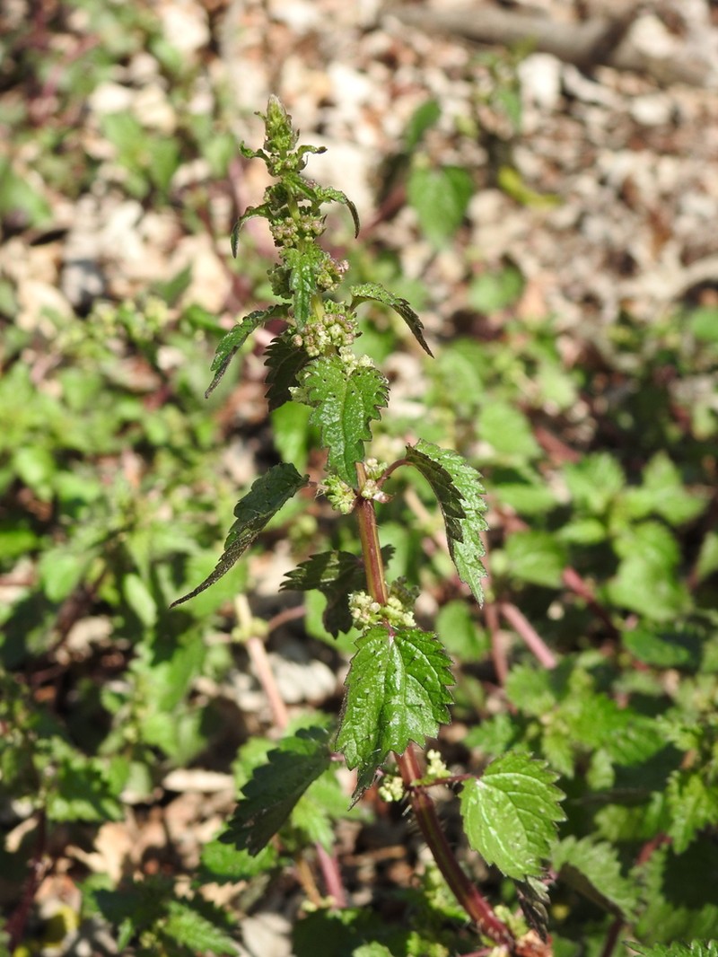 Heartleaf Nettle photo 6