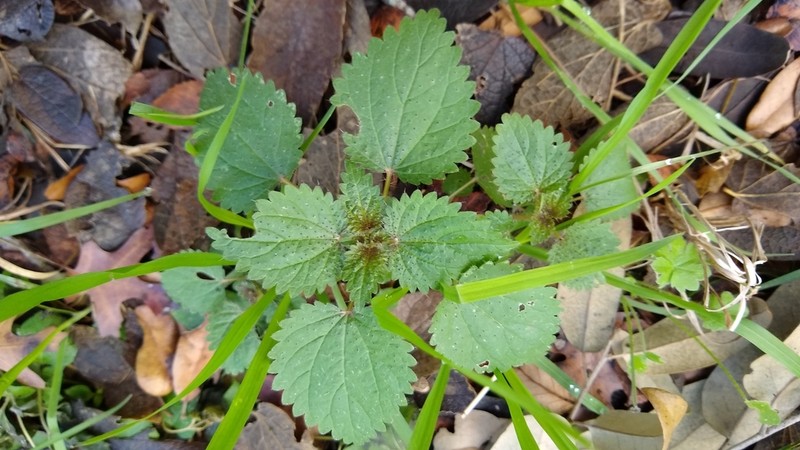Heartleaf Nettle photo 7